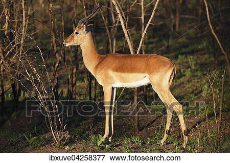 Schwarzfersenantilope (Aepyceros melampus) oder Impala, Kruger-Nationalpark, Sudafrika View Large Photo Image Stock Photo - Schwarzfersenantilope (Aepyceros melampus) oder Impala, Kruger-Nationalpark, Sudafrika. Fotosearch