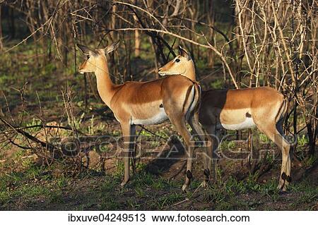 Schwarzfersenantilopen (Aepyceros melampus) oder Impalas im Morgenlicht, Kruger-Nationalpark, Sudafrika View Large Photo Image Stock Image - Schwarzfersenantilopen (Aepyceros melampus) oder Impalas im Morgenlicht, Kruger-Nationalpark, Sudafrika. Fotosearch