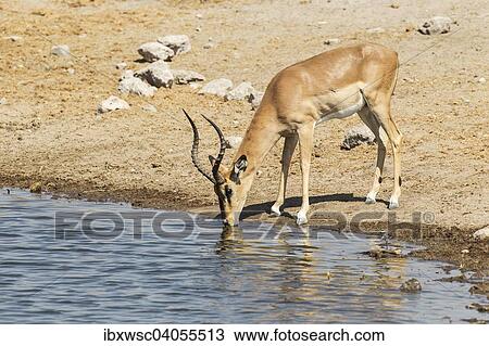 Schwarznasen-Impala (Aepyceros melampus petersi), beim Trinken am Wasserloch, Etosha-Nationalpark, Namibia, Afrika View Large Photo Image Stock Image - Schwarznasen-Impala (Aepyceros melampus petersi), beim Trinken am Wasserloch, Etosha-Nationalpark, Namibia, Afrika. Fotosearch