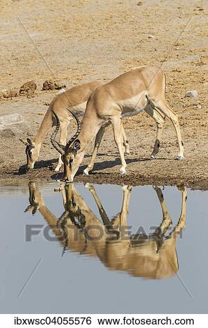 Schwarznasen-Impalas (Aepyceros melampus petersi), Mannchen und Weibchen beim Trinken am Wasserloch, Etosha-Nationalpark, Namibia, Afrika View Large Photo Image Stock Photograph - Schwarznasen-Impalas (Aepyceros melampus petersi), Mannchen und Weibchen beim Trinken am Wasserloch, Etosha-Nationalpark, Namibia, Afrika. Fotosearch
