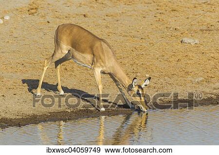 Schwarznasenimpala (Aepyceros melampus petersi), Weibchen beim Trinken am Wasserloch, Etosha-Nationalpark, Namibia, Afrika View Large Photo Image Stock Photo - Schwarznasenimpala (Aepyceros melampus petersi), Weibchen beim Trinken am Wasserloch, Etosha-Nationalpark, Namibia, Afrika. Fotosearch