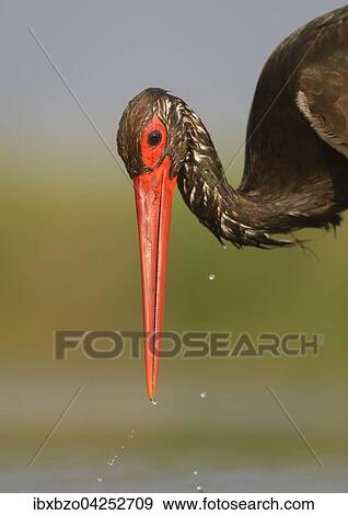 Schwarzstorch (Ciconia nigra), bei der Jagd, Portrait Nationalpark Kiskunsag, Ungarn, Europa View Large Photo Image Stock Photo - Schwarzstorch (Ciconia nigra), bei der Jagd, Portrait Nationalpark Kiskunsag, Ungarn, Europa. Fotosearch