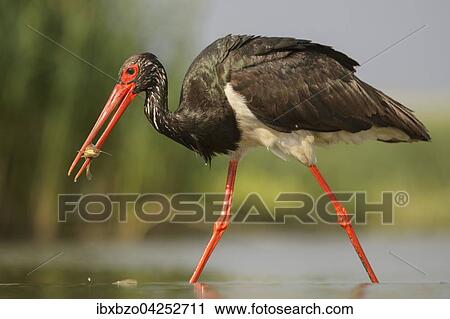 Schwarzstorch (Ciconia nigra), mit Beute, Fisch im Schnabel, Nationalpark Kiskunsag, Ungarn, Europa View Large Photo Image Stock Image - Schwarzstorch (Ciconia nigra), mit Beute, Fisch im Schnabel, Nationalpark Kiskunsag, Ungarn, Europa. Fotosearch