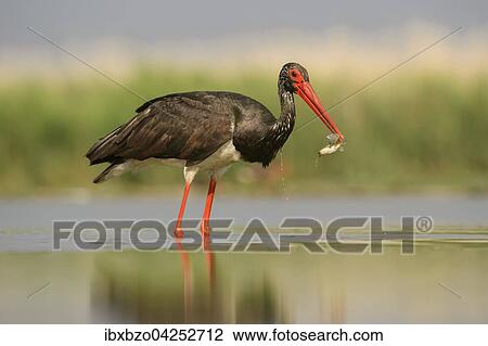 Schwarzstorch (Ciconia nigra), mit Beute, Fisch im Schnabel, Nationalpark Kiskunsag, Ungarn, Europa View Large Photo Image Stock Image - Schwarzstorch (Ciconia nigra), mit Beute, Fisch im Schnabel, Nationalpark Kiskunsag, Ungarn, Europa. Fotosearch