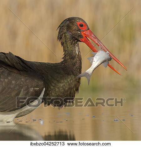 Schwarzstorch (Ciconia nigra), mit Beute, Fisch im Schnabel, Nationalpark Kiskunsag, Ungarn, Europa View Large Photo Image Stock Image - Schwarzstorch (Ciconia nigra), mit Beute, Fisch im Schnabel, Nationalpark Kiskunsag, Ungarn, Europa. Fotosearch