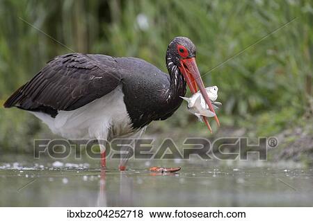 Schwarzstorch (Ciconia nigra), mit Beute, Fisch im Schnabel, Nationalpark Kiskunsag, Ungarn, Europa View Large Photo Image Stock Photo - Schwarzstorch (Ciconia nigra), mit Beute, Fisch im Schnabel, Nationalpark Kiskunsag, Ungarn, Europa. Fotosearch