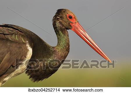 Schwarzstorch (Ciconia nigra), Portrait, adult, Nationalpark Kiskunsag, Ungarn, Europa View Large Photo Image Picture - Schwarzstorch (Ciconia nigra), Portrait, adult, Nationalpark Kiskunsag, Ungarn, Europa. Fotosearch