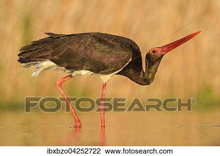 Schwarzstorch (Ciconia nigra), Imponiergehabe von einem adulten Storch, Nationalpark Kiskunsag, Ungarn, Europa View Large Photo Image Stock Image - Schwarzstorch (Ciconia nigra), Imponiergehabe von einem adulten Storch, Nationalpark Kiskunsag, Ungarn, Europa. Fotosearch