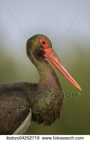 Schwarzstorch (Ciconia nigra), Portrait, adult, Nationalpark Kiskunsag, Ungarn, Europa View Large Photo Image Stock Photo - Schwarzstorch (Ciconia nigra), Portrait, adult, Nationalpark Kiskunsag, Ungarn, Europa. Fotosearch