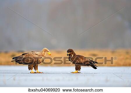 Seeadler (Haliaeetus albicilla), Altvogel mit Jungvogel steht auf Eisflache, Woiwodschaft Lodz, Polen, Europa View Large Photo Image Stock Image - Seeadler (Haliaeetus albicilla), Altvogel mit Jungvogel steht auf Eisflache, Woiwodschaft Lodz, Polen, Europa. Fotosearch