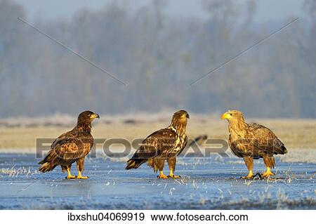 Seeadler (Haliaeetus albicilla), Altvogel mit zwei Jungvogeln steht auf Eisflache, Woiwodschaft Lodz, Polen, Europa View Large Photo Image Stock Photo - Seeadler (Haliaeetus albicilla), Altvogel mit zwei Jungvogeln steht auf Eisflache, Woiwodschaft Lodz, Polen, Europa. Fotosearch
