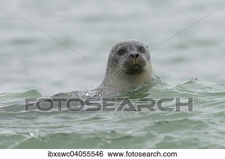 Stock Photograph - Seehund (Phoca vitulina) schaut mit Kopf aus Wasser, Helgoland, Schleswig-Holstein, Deutschland, Europa. Fotosearch