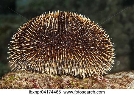 Seeigel (Tripneustes depressus), Cocos Island, Kokosinsel, Costa Rica, Nordamerika View Large Photo Image Stock Photography - Seeigel (Tripneustes depressus), Cocos Island, Kokosinsel, Costa Rica, Nordamerika. Fotosearch