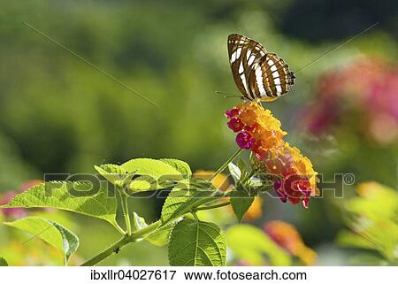 Stock Photo - Seemannschmetterling-Art (Neptis hylas) auf Wandelroschen (Lantana camara), Asien. Fotosearch