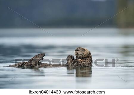 Seeotter (Enhydra lutris) auf dem Rucken schwimmend, Kenai-Halbinsel, Alaska, USA, Nordamerika View Large Photo Image Stock Photo - Seeotter (Enhydra lutris) auf dem Rucken schwimmend, Kenai-Halbinsel, Alaska, USA, Nordamerika. Fotosearch