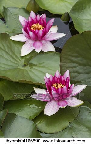 Seerose (Nymphaea sp. ), Baden-Wurttemberg, Deutschland, Europa View Large Photo Image Stock Image - Seerose (Nymphaea sp. ), Baden-Wurttemberg, Deutschland, Europa. Fotosearch