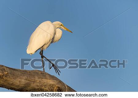 Seidenreiher (Egretta garzetta) schreitet auf Baumstamm, Baringosee, Lake Baringo, Kenia, Afrika View Large Photo Image Stock Image - Seidenreiher (Egretta garzetta) schreitet auf Baumstamm, Baringosee, Lake Baringo, Kenia, Afrika. Fotosearch