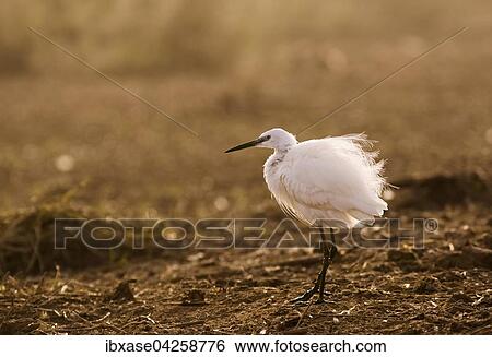 Seidenreiher (Egretta garzetta), Djoudj-Nationalpark, Senegal, Afrika View Large Photo Image Stock Photograph - Seidenreiher (Egretta garzetta), Djoudj-Nationalpark, Senegal, Afrika. Fotosearch