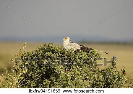 Sekretar (Sagittarius serpentarius), sitzt auf einem Busch, Masai Mara Nationalreservat, Kenia, Afrika View Large Photo Image Stock Photo - Sekretar (Sagittarius serpentarius), sitzt auf einem Busch, Masai Mara Nationalreservat, Kenia, Afrika. Fotosearch