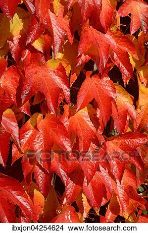 Selbstkletternde Jungfernrebe, auch Wilder Wein (Parthenocissus quinquefolia) in Herbstfarben, Skane lan, Schweden, Europa View Large Photo Image Picture - Selbstkletternde Jungfernrebe, auch Wilder Wein (Parthenocissus quinquefolia) in Herbstfarben, Skane lan, Schweden, Europa. Fotosearch