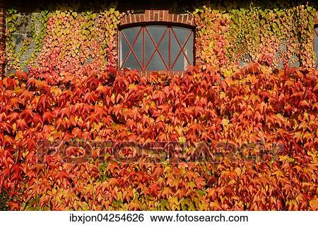 Selbstkletternde Jungfernrebe, auch Wilder Wein (Parthenocissus quinquefolia) an einer Hauswand, in Herbstfarben, Skane lan, Schweden, Europa View Large Photo Image Stock Photograph - Selbstkletternde Jungfernrebe, auch Wilder Wein (Parthenocissus quinquefolia) an einer Hauswand, in Herbstfarben, Skane lan, Schweden, Europa. Fotosearch