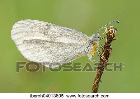 Senfweissling (Leptidea sinapis) View Large Photo Image Stock Photography - Senfweissling (Leptidea sinapis). Fotosearch
