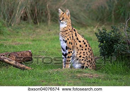 Serval (Leptailurus serval), adult, captive, Westkap, Sudafrika View Large Photo Image Picture - Serval (Leptailurus serval), adult, captive, Westkap, Sudafrika. Fotosearch