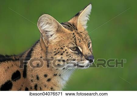Serval (Leptailurus serval), adult, captive, Westkap, Sudafrika View Large Photo Image Stock Image - Serval (Leptailurus serval), adult, captive, Westkap, Sudafrika. Fotosearch