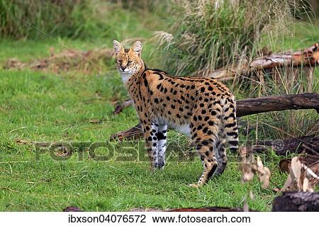 Serval (Leptailurus serval), adult, captive, Westkap, Sudafrika View Large Photo Image Stock Image - Serval (Leptailurus serval), adult, captive, Westkap, Sudafrika. Fotosearch