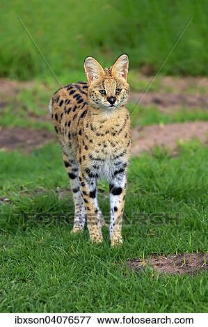Serval (Leptailurus serval), adult, captive, Westkap, Sudafrika View Large Photo Image Stock Photo - Serval (Leptailurus serval), adult, captive, Westkap, Sudafrika. Fotosearch