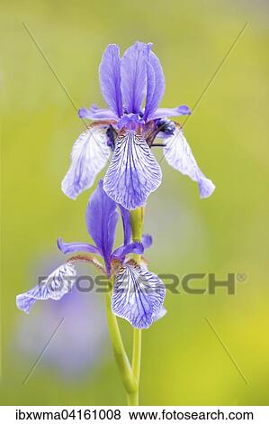 Sibirische Schwertlilie (Iris sibirica), Hessen, Deutschland, Europa View Large Photo Image Stock Photo - Sibirische Schwertlilie (Iris sibirica), Hessen, Deutschland, Europa. Fotosearch