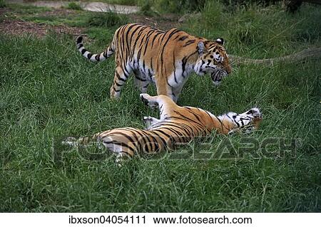 Sibirische Tiger (Panthera tigris altaica), adult, Paar, Sozialverhalten, Vorkommen Asien, captive, England, Grossbritannien, Europa View Large Photo Image Stock Image - Sibirische Tiger (Panthera tigris altaica), adult, Paar, Sozialverhalten, Vorkommen Asien, captive, England, Grossbritannien, Europa. Fotosearch