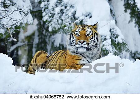 Sibirischer Tiger, auch Amurtiger (Panthera tigris altaica), liegt im Schnee, captive, Schweiz, Europa View Large Photo Image Stock Image - Sibirischer Tiger, auch Amurtiger (Panthera tigris altaica), liegt im Schnee, captive, Schweiz, Europa. Fotosearch