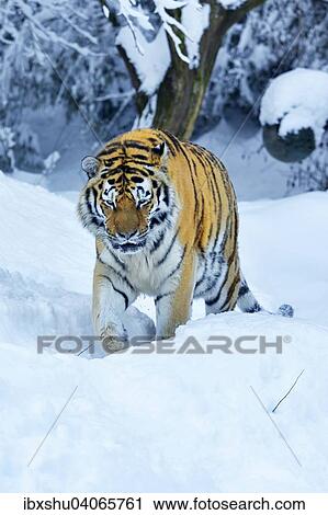 Sibirischer Tiger, auch Amurtiger (Panthera tigris altaica), lauft durch tiefen Schnee, captive, Schweiz, Europa View Large Photo Image Stock Image - Sibirischer Tiger, auch Amurtiger (Panthera tigris altaica), lauft durch tiefen Schnee, captive, Schweiz, Europa. Fotosearch
