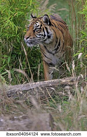 Sibirischer Tiger (Panthera tigris altaica), adult, Vorkommen Asien, captive, England, Grossbritannien, Europa View Large Photo Image Picture - Sibirischer Tiger (Panthera tigris altaica), adult, Vorkommen Asien, captive, England, Grossbritannien, Europa. Fotosearch