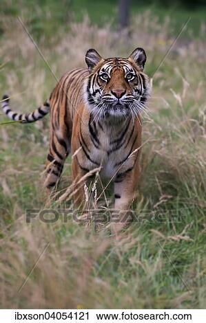 Stock Image - Sibirischer Tiger (Panthera tigris altaica), adult, Vorkommen Asien, captive, England, Grossbritannien, Europa. Fotosearch