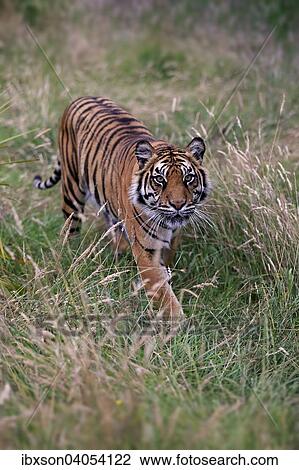 Sibirischer Tiger (Panthera tigris altaica), adult, Vorkommen Asien, captive, England, Grossbritannien, Europa View Large Photo Image Stock Image - Sibirischer Tiger (Panthera tigris altaica), adult, Vorkommen Asien, captive, England, Grossbritannien, Europa. Fotosearch