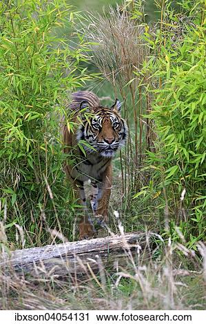 Stock Image - Sibirischer Tiger (Panthera tigris altaica), adult, Vorkommen Asien, captive, England, Grossbritannien, Europa. Fotosearch