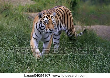 Sibirischer Tiger (Panthera tigris altaica), adult, pirschend, Vorkommen Asien, captive, England, Grossbritannien, Europa View Large Photo Image Stock Photo - Sibirischer Tiger (Panthera tigris altaica), adult, pirschend, Vorkommen Asien, captive, England, Grossbritannien, Europa. Fotosearch