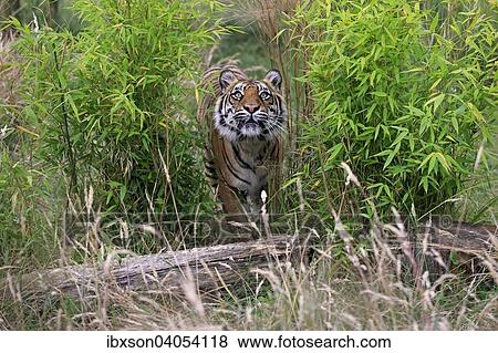 Sibirischer Tiger (Panthera tigris altaica), adult, Vorkommen Asien, captive, England, Grossbritannien, Europa View Large Photo Image Stock Photo - Sibirischer Tiger (Panthera tigris altaica), adult, Vorkommen Asien, captive, England, Grossbritannien, Europa. Fotosearch