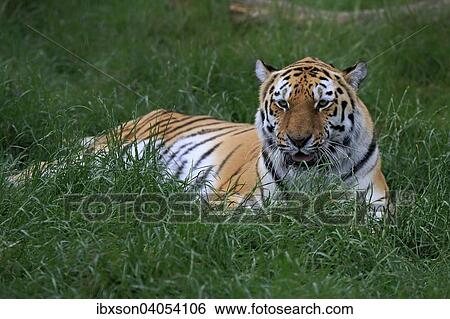 Sibirischer Tiger (Panthera tigris altaica), adult, ruhend, Vorkommen Asien, captive, England, Grossbritannien, Europa View Large Photo Image Stock Photograph - Sibirischer Tiger (Panthera tigris altaica), adult, ruhend, Vorkommen Asien, captive, England, Grossbritannien, Europa. Fotosearch