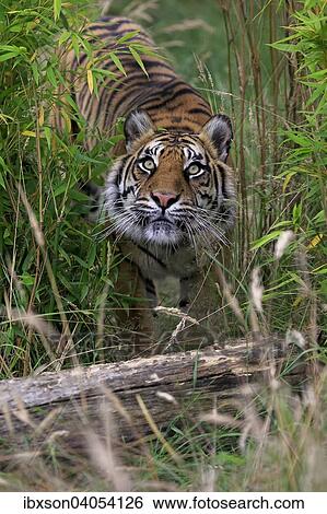 Sibirischer Tiger (Panthera tigris altaica), adult, Vorkommen Asien, captive, England, Grossbritannien, Europa View Large Photo Image Stock Photograph - Sibirischer Tiger (Panthera tigris altaica), adult, Vorkommen Asien, captive, England, Grossbritannien, Europa. Fotosearch