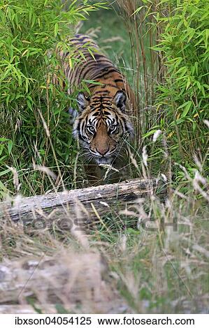 Sibirischer Tiger (Panthera tigris altaica), adult, Vorkommen Asien, captive, England, Grossbritannien, Europa View Large Photo Image Stock Photography - Sibirischer Tiger (Panthera tigris altaica), adult, Vorkommen Asien, captive, England, Grossbritannien, Europa. Fotosearch