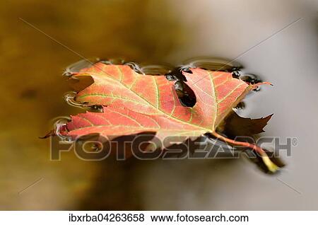 Silber-Ahornblatt (Acer saccharinum), einzelnes herbstlich gefarbtes Blatt schwimmt auf der Wasseroberflache, Deutschland, Europa View Large Photo Image Stock Photo - Silber-Ahornblatt (Acer saccharinum), einzelnes herbstlich gefarbtes Blatt schwimmt auf der Wasseroberflache, Deutschland, Europa. Fotosearch