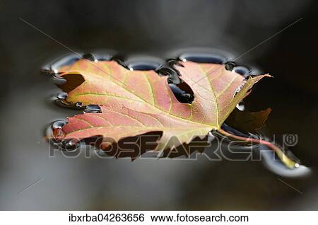 Silber-Ahornblatt (Acer saccharinum), einzelnes herbstlich gefarbtes Blatt schwimmt auf der Wasseroberflache, Deutschland, Europa View Large Photo Image Stock Photograph - Silber-Ahornblatt (Acer saccharinum), einzelnes herbstlich gefarbtes Blatt schwimmt auf der Wasseroberflache, Deutschland, Europa. Fotosearch