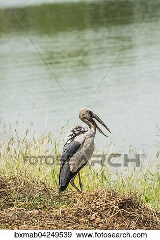 Stock Photo - Silberklaffschnabel (Anastomus oscitans) steht am Wasser, Ayutthaya, Thailand, Asien. Fotosearch