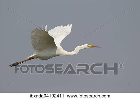 Silberreiher (Ardea alba, Casmerodius albus) im Flug, Neusiedlersee, Burgenland, Osterreich, Europa View Large Photo Image Stock Image - Silberreiher (Ardea alba, Casmerodius albus) im Flug, Neusiedlersee, Burgenland, Osterreich, Europa. Fotosearch
