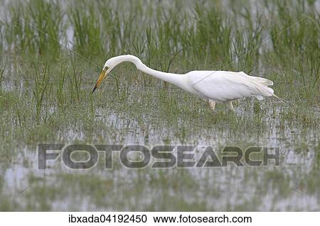 Silberreiher (Ardea alba, Casmerodius albus), Jagd im seichten Wasser, Neusiedlersee, Burgenland, Osterreich, Europa View Large Photo Image Stock Image - Silberreiher (Ardea alba, Casmerodius albus), Jagd im seichten Wasser, Neusiedlersee, Burgenland, Osterreich, Europa. Fotosearch