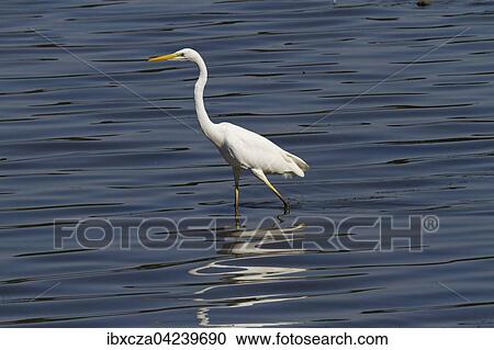 Silberreiher (Ardea alba) steht im Wasser, Chiemsee, Oberbayern, Bayern, Deutschland, Europa View Large Photo Image Stock Image - Silberreiher (Ardea alba) steht im Wasser, Chiemsee, Oberbayern, Bayern, Deutschland, Europa. Fotosearch