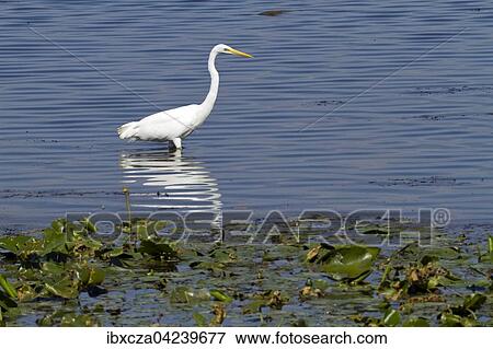 Silberreiher (Ardea alba) steht im Wasser, Chiemsee, Oberbayern, Bayern, Deutschland, Europa View Large Photo Image Stock Photo - Silberreiher (Ardea alba) steht im Wasser, Chiemsee, Oberbayern, Bayern, Deutschland, Europa. Fotosearch